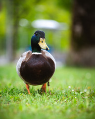 duck on grass