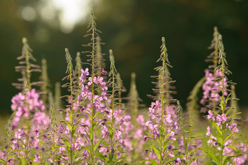 Pink flowers of fireweed (Epilobium or Chamerion angustifolium) in bloom. Flowering willow-herb or blooming sally.