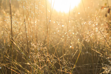 Tall grass covered with dew at sunrise. Meadow grass in sepia in sun glare. Sunny rays illuminate grass in meadow. Dry grass with dew at dawn. Meadow plant in rays of morning sun. Selected focus