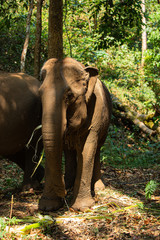 Elephant living in the jungle, It is feeding and greenery environment as the background