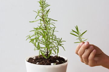 Woman hand holding branch from bush rosemary in pot on white background