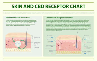Skin and CBD Receptor Chart horizontal infographic illustration about cannabis as herbal alternative medicine and chemical therapy, healthcare and medical science vector.