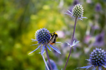 Bee macro