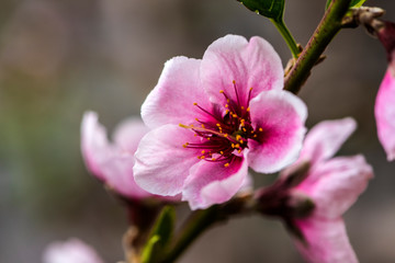 Close-up of Peach Blossoms Blooming on Peach Trees