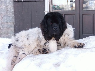 S. Bernardo breed rescuer dog