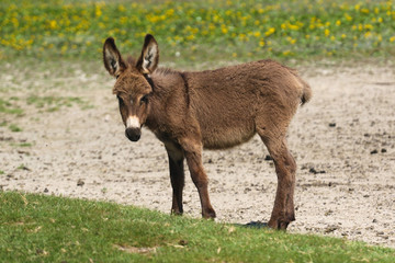 Brown baby donkey on the floral pasture