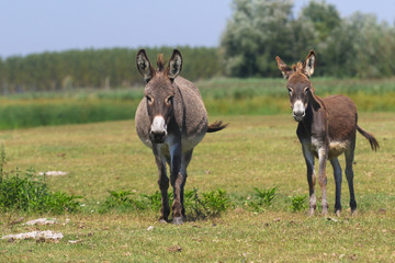 Two donkeys on the floral pasture