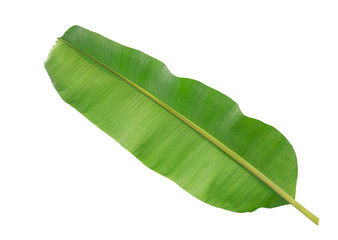 Fototapeta premium Banana leaf isolated on white background