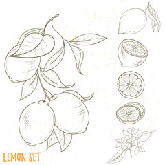 Illustration of lemon fruits, isolated on white