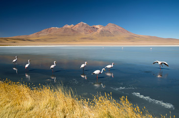 Laguna Canapa with flamingo, Bolivia - Altiplano. South America.
