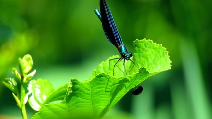 Blue Dragonfly
