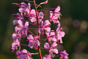 Schmalblättriges Weidenröschen