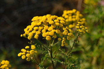 Rainfarn (Tanacetum vulgare)