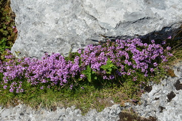 Blossom of Thymus in alpine garden. Medicinal plants in the garden.