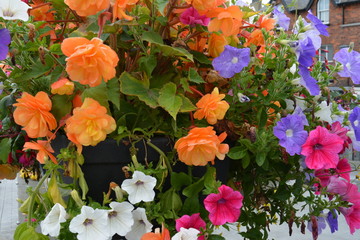 Colourful summer Petunias and Begonias. Mixed coloured garden flowers.