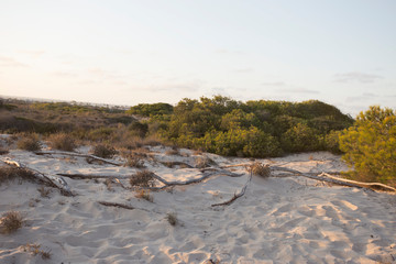 Fototapeta na wymiar Sand dunes with grass and wood in the sunset light on the beach in Spain