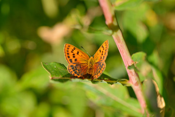 Großer Feuerfalter (Lycaena dispar) Weibchen