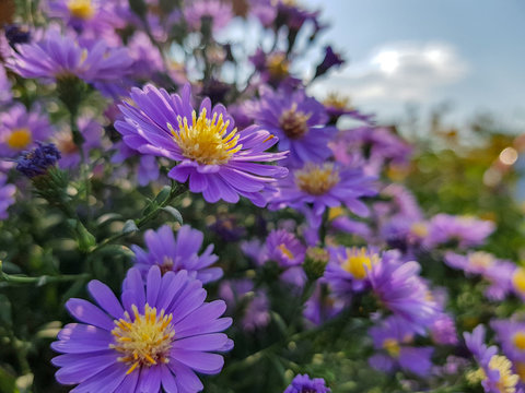 Fields of aster flowers. Close up shot, purple flower.
