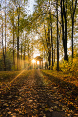 Obraz premium Sunset in park in autumn season