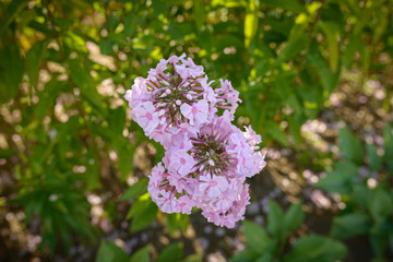 Pink flowers of phlox in the garden.