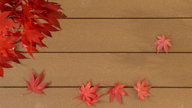Aerial view of Red Japanese Maples leaves moving with the breeze over a composite deck