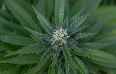 Naklejka na ściany i meble Cannabis leaf