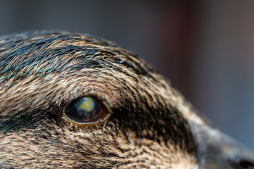 Abscess in eyeball of duck. Macro of capsule and infection in eye causing blindness in mallard, Anas platyrhynchos.