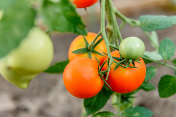 Harvest ripening of tomatoes in greenhouse. Horticulture. Vegetables. Farming.