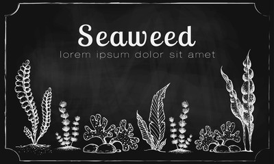 horizontal banner template with drawn seaweeds on chalkboard. vintage background with engraved seaweeds corals and reef on blackboard. underwater hand drawn elements. Vintage seaweed collection. - obrazy, fototapety, plakaty