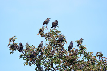 Stare im Herbst auf einem Baum