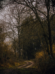 Fototapeta na wymiar autumn forest