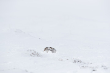 Wild mountain hare on smow covered mountain