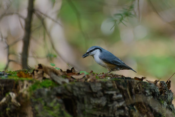 Nuthatch on the tree stump in the forest. Selective focus with shallow depth of field.