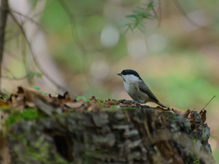 Fototapeta premium Willow tit in the forest. Selective focus with shallow depth of field.