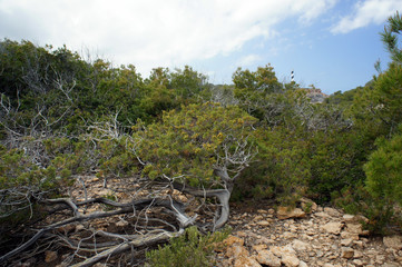 Fototapeta na wymiar Impenetrable thickets of juniper and pine dwarf on the north coast of Ibiza.Spain.