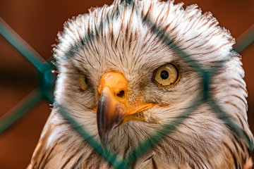 Beautiful kite portrait behind a fence