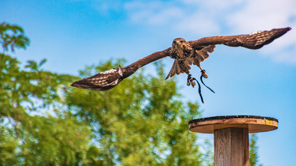 Beautiful buzzard in flight at a sunny day