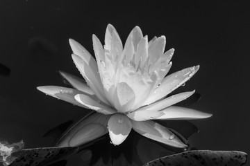 black and white blooming Lotus flower or Water lily in the park.