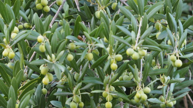 olivas arbequinas,  materia prima para la elaboracion del aceite,de color verde, ovaladas, peque&ntilde;as, ivars, lerida, espa&ntilde;a, europa