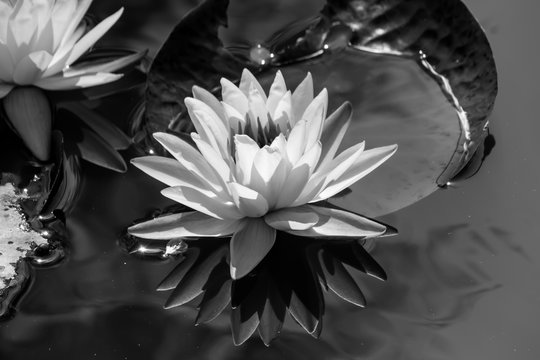 black and white blooming Lotus flower or Water lily in the park.
