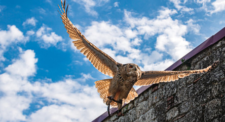 Beautiful eagle owl in flight at a sunny day
