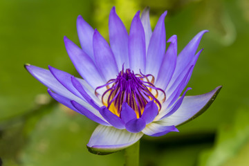 Blooming Lotus Flower or Water Lily in the park.