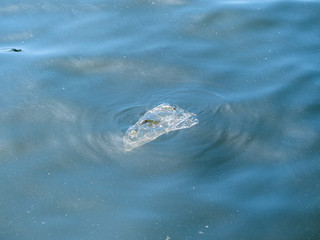 Plastic bag floats in the sea surface.