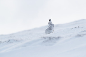 Wild mountain hare on smow covered mountain © jamie