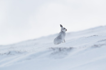 Wild mountain hare on smow covered mountain