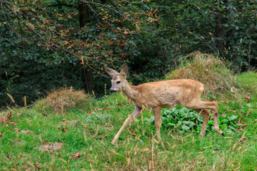 Obraz premium European roe deer in the Carpathians