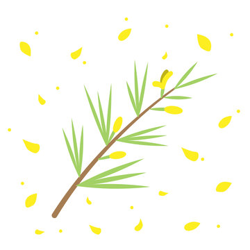 Rooibos plant and flower in a flat style surrounded by petals. Suitable for tea decoration, flower shop.