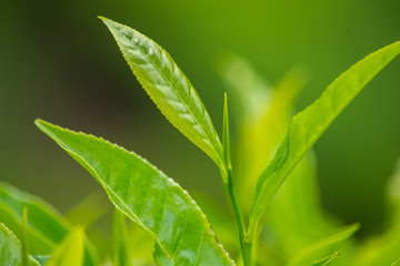 Close Up Green Tea Leaves 