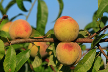 vineyard peaches on a branch