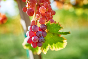 Sun setting on Red grapes - close up of a bunch of grapes, background.  Vineyards at sunset in autumn harvest. Ripe grapes in fall.